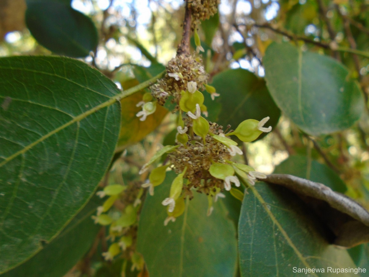 Holoptelea integrifolia (Roxb.) Planch.